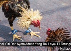 Kenali Ciri Dari Ayam Aduan Yang Tak Layak Di Tarungkan