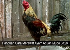 Panduan Cara Merawat Ayam Aduan Muda S128