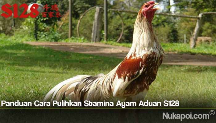 Panduan Cara Pulihkan Stamina Ayam Aduan S128